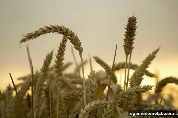 广东麻将电子游艺试玩平台筛选：信誉评估与最新入口获取全攻略